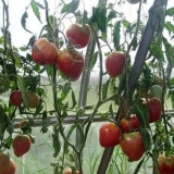 Paradajz orlovsko srce: recenzije, fotografije, prinos